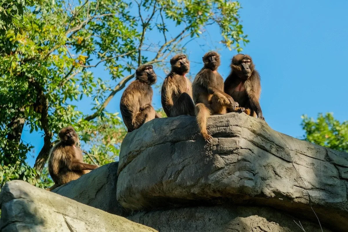 Den Země v Zoo Brno: objevte přírodu jako dokonalý systém, kde nic nepřijde nazmar.