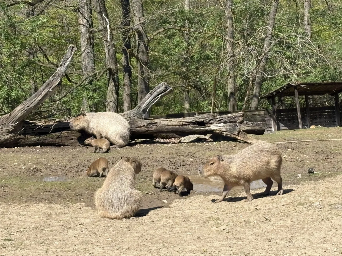 FOTO: V brněnské zoo přibyly další malé kapybary. Ve výběhu už skotačí pět mláďat
