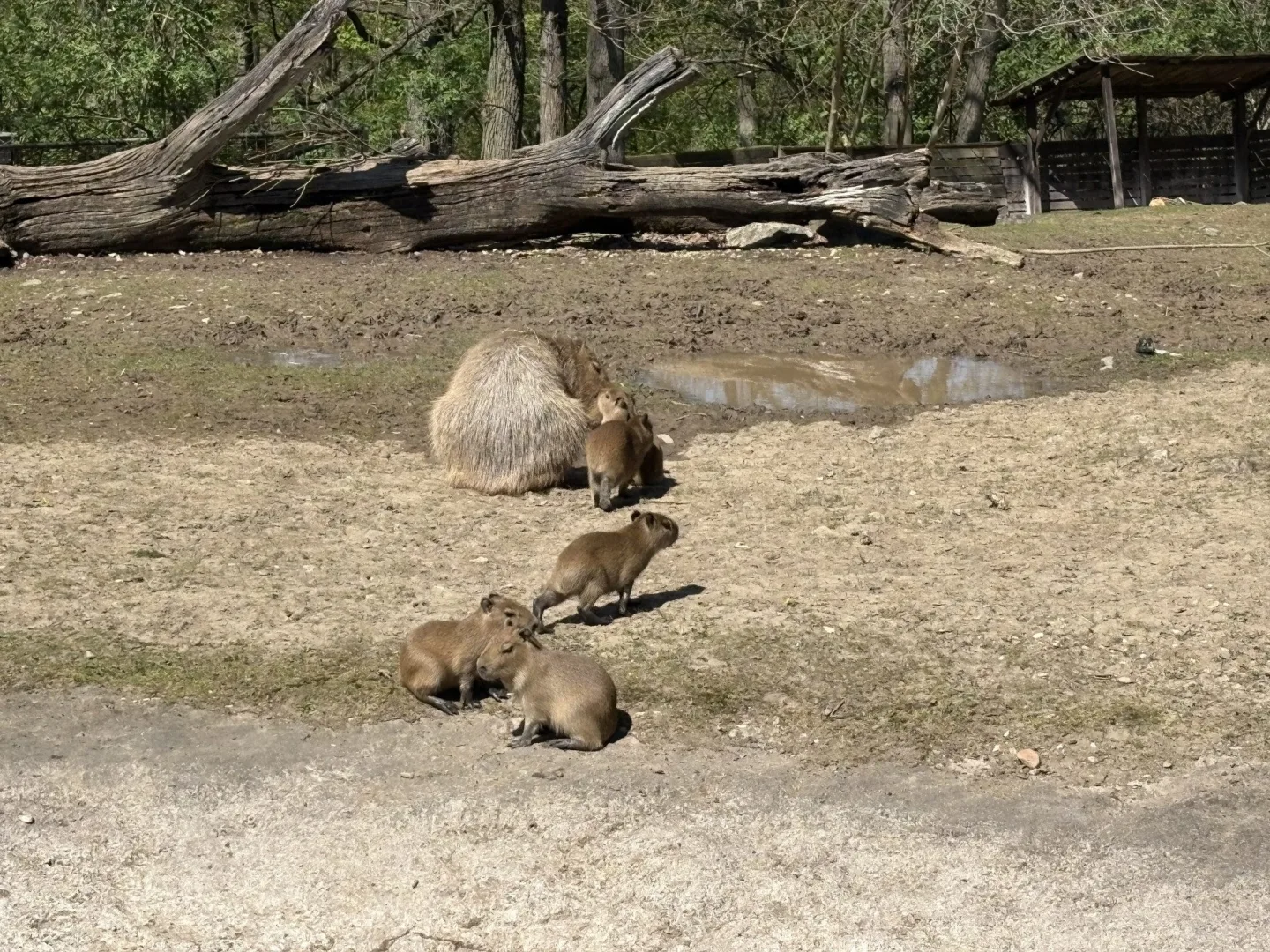 FOTO: V brněnské zoo přibyly další malé kapybary. Ve výběhu už skotačí pět mláďat