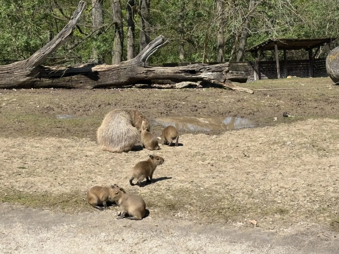 FOTO: V brněnské zoo přibyly další malé kapybary. Ve výběhu už skotačí pět mláďat