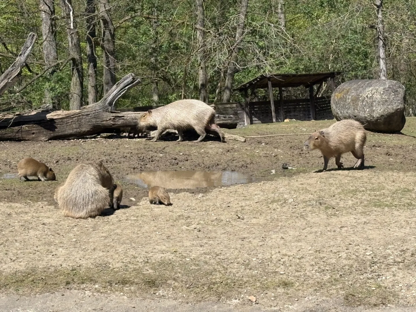FOTO: V brněnské zoo přibyly další malé kapybary. Ve výběhu už skotačí pět mláďat
