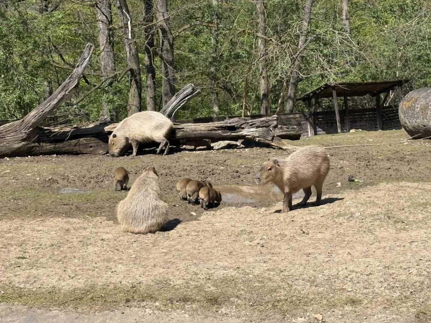 FOTO: V brněnské zoo přibyly další malé kapybary. Ve výběhu už skotačí pět mláďat
