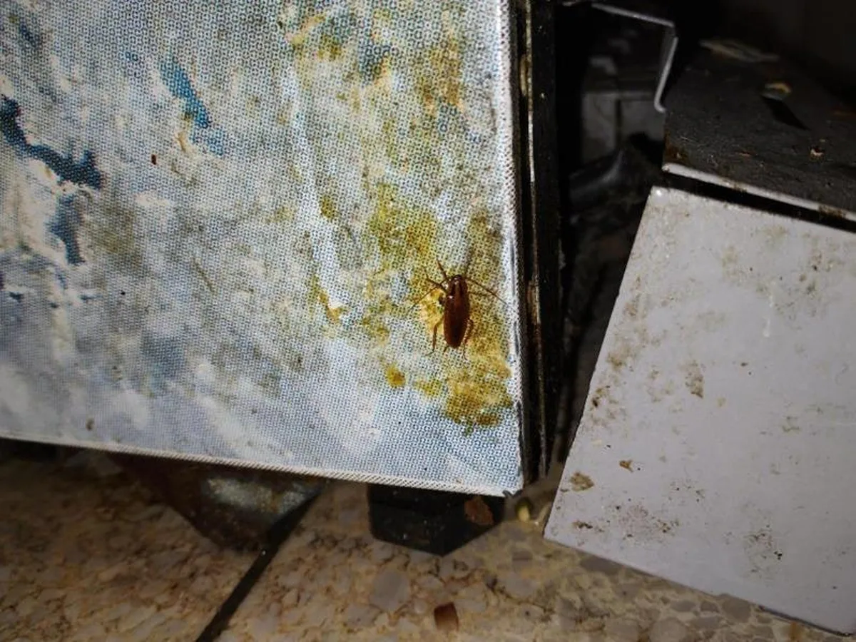 Špína, plíseň i hmyz. Inspektoři zavřeli bistro v Hodoníně