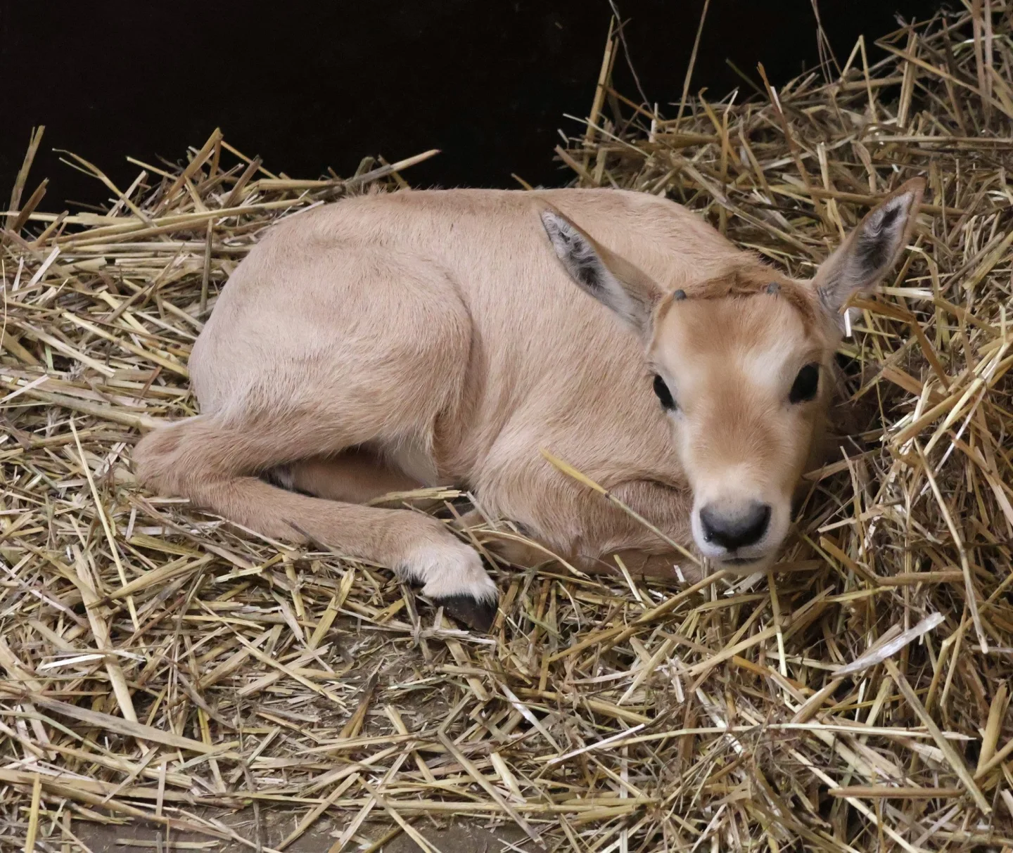 FOTO: V hodonínské zoo mají roztomilý přírůstek, narodil se vzácný přímorožec