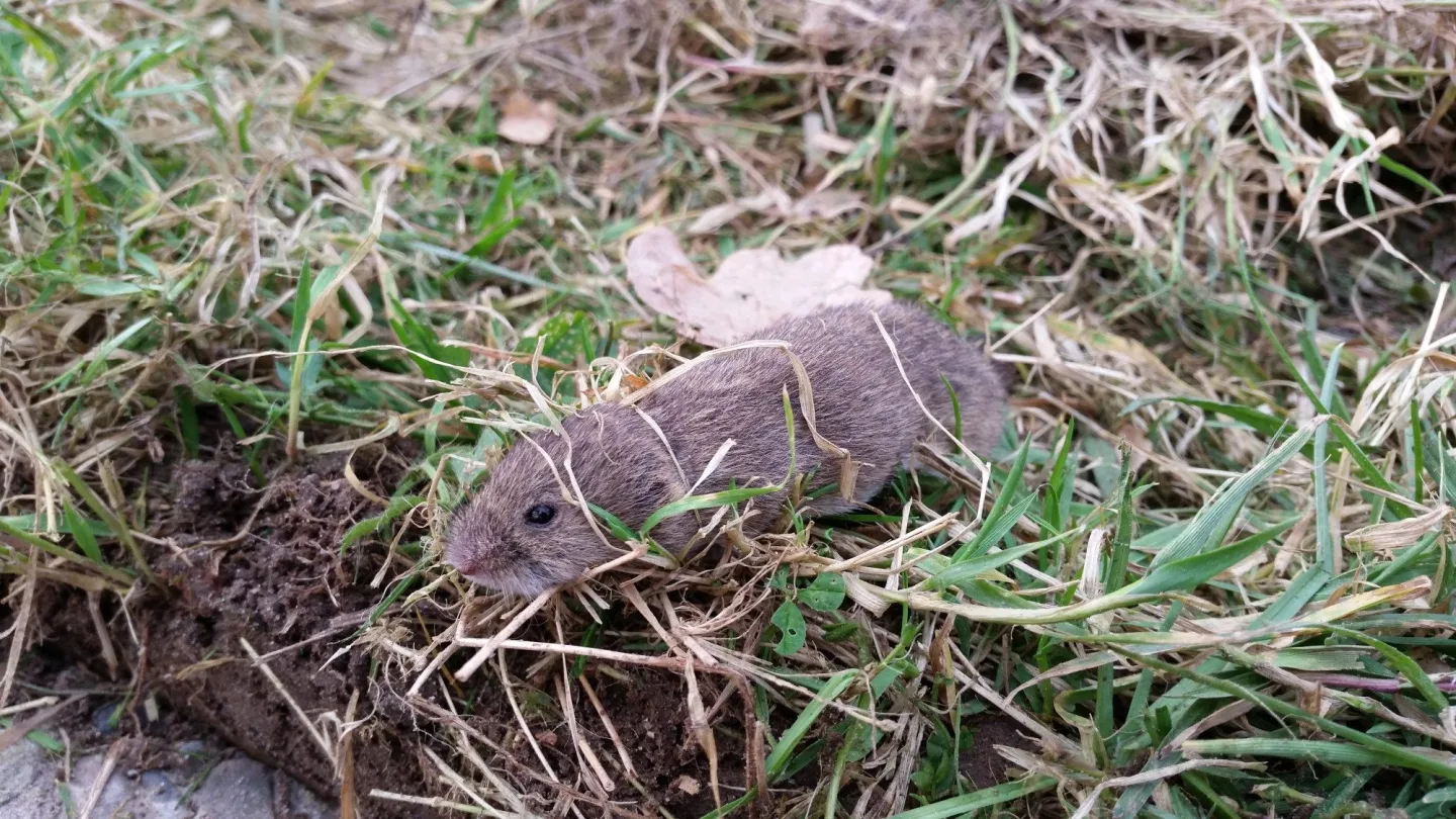 Menší pole lákají méně hrabošů. Změna velikosti může zachránit úrodu, zjistili vědci