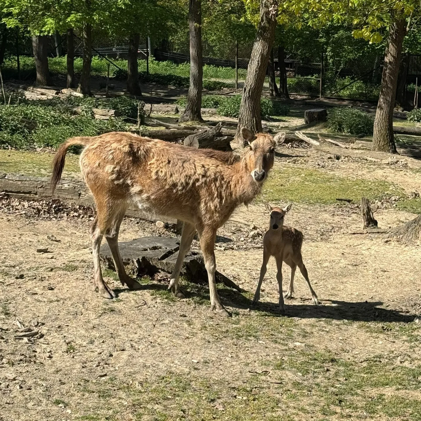 V brněnské zoo mají mládě jelena milu. Vzácný kopytník se takřka vrátil ze záhrobí