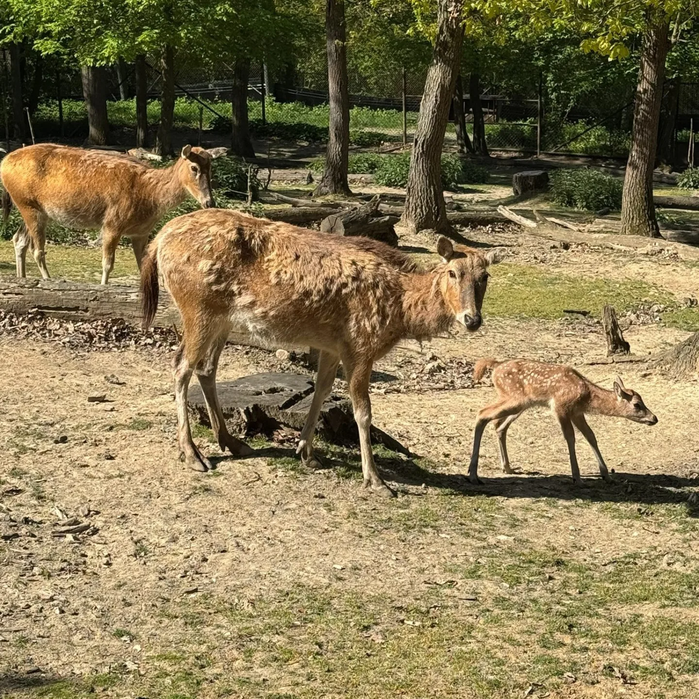 V brněnské zoo mají mládě jelena milu. Vzácný kopytník se takřka vrátil ze záhrobí