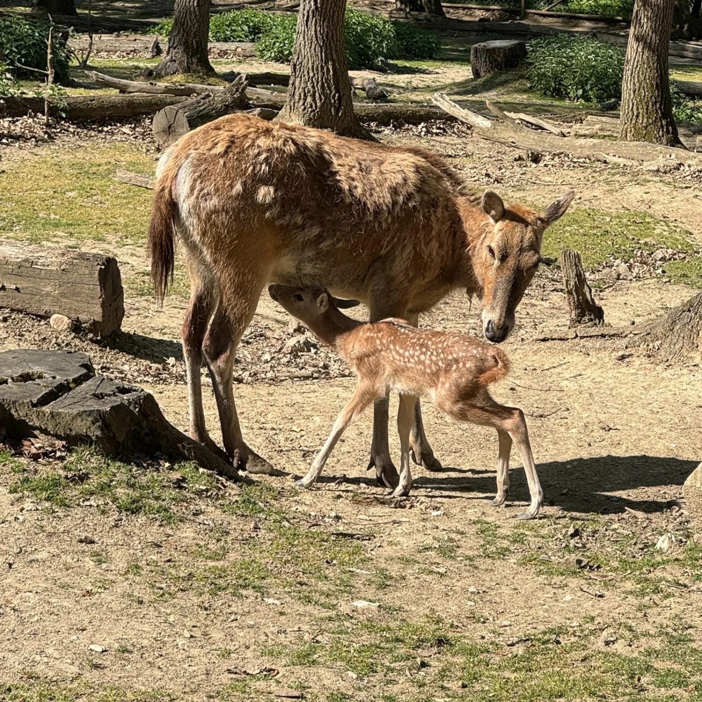 V brněnské zoo mají mládě jelena milu. Vzácný kopytník se takřka vrátil ze záhrobí