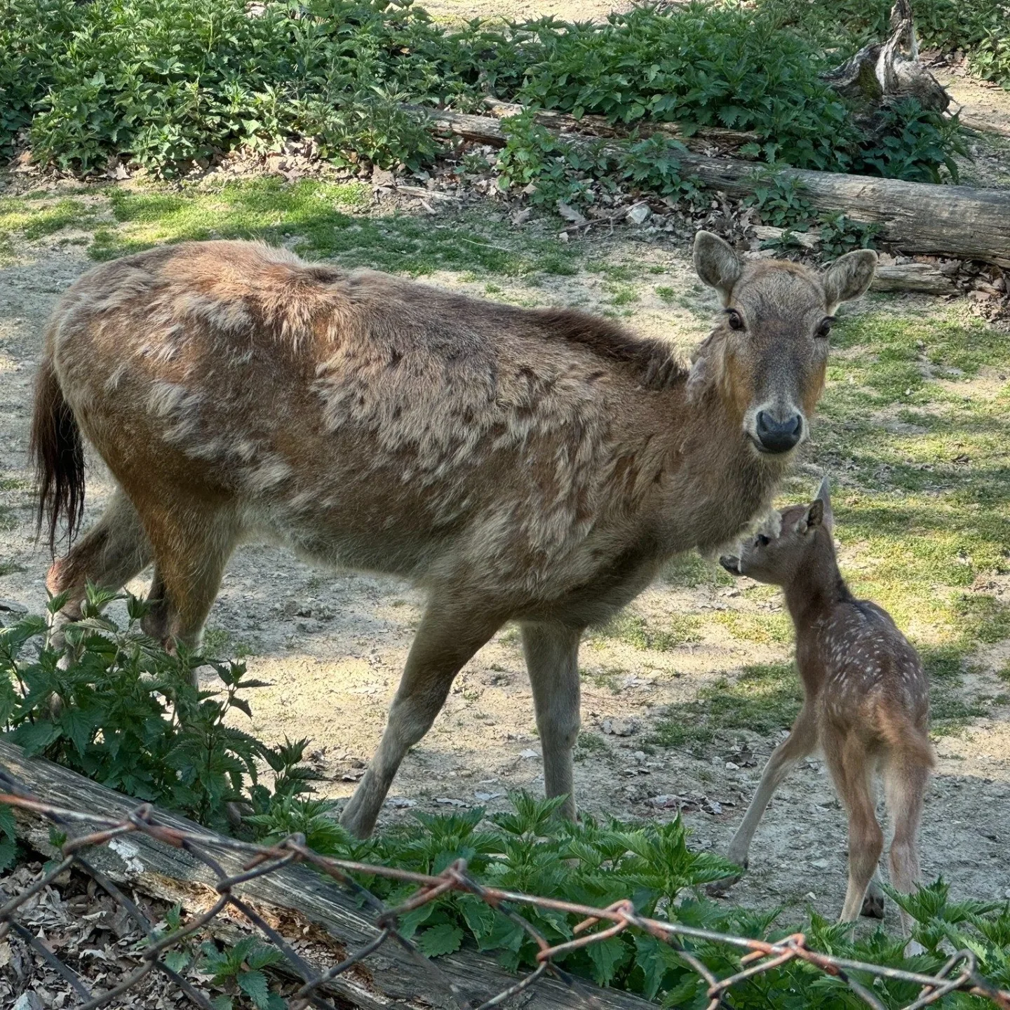 V brněnské zoo mají mládě jelena milu. Vzácný kopytník se takřka vrátil ze záhrobí