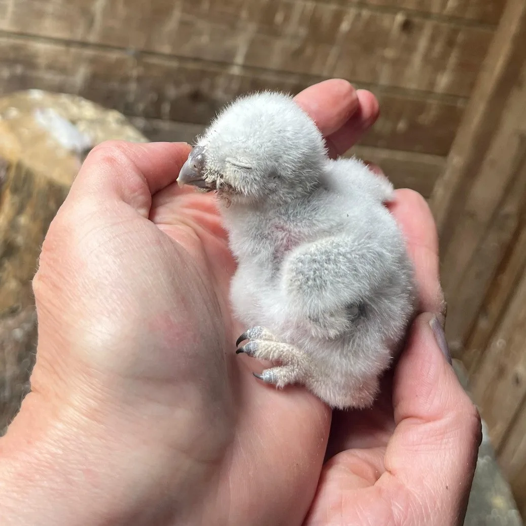 Pět malých písklat. Brněnská zoo se chlubí roztomilými mláďaty sýčka obecného