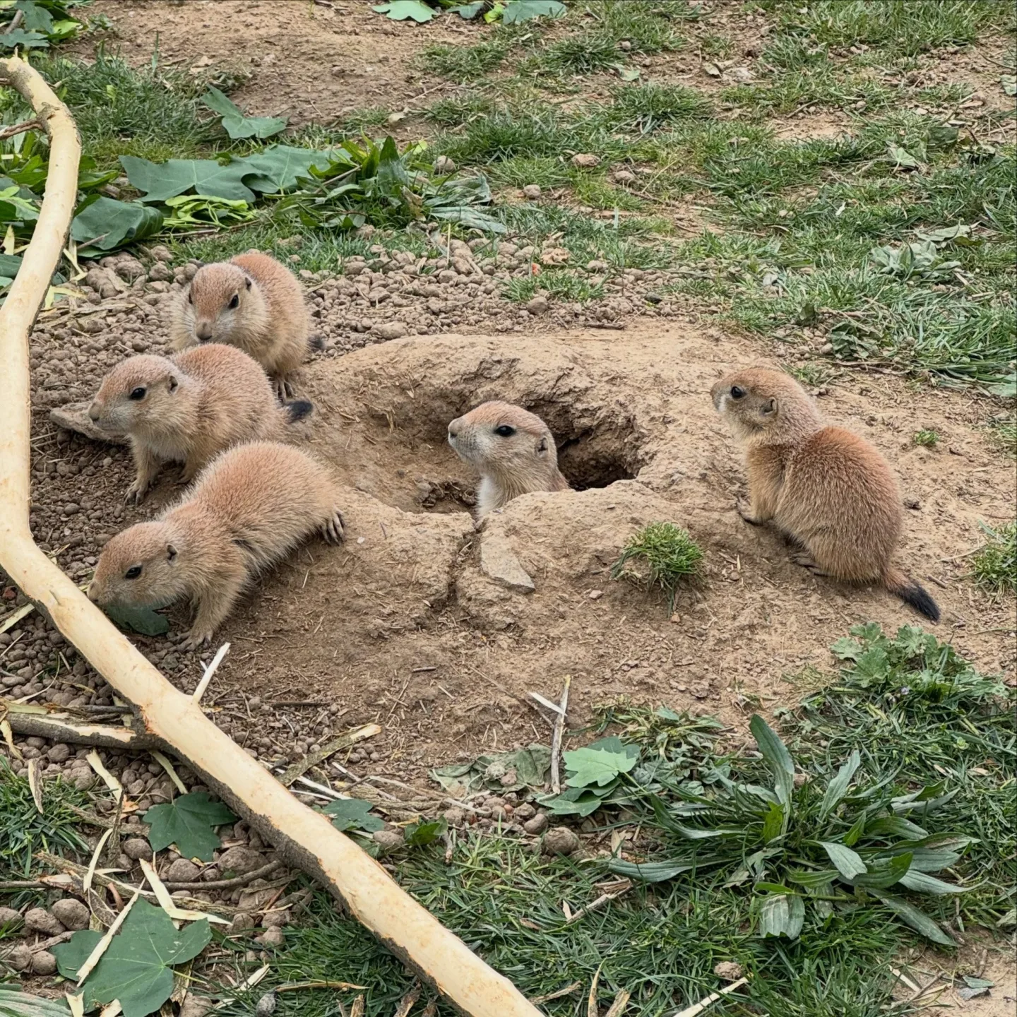 Psouní rodina v brněnské zoo se rozrostla. Mláďata už dovádějí ve výběhu