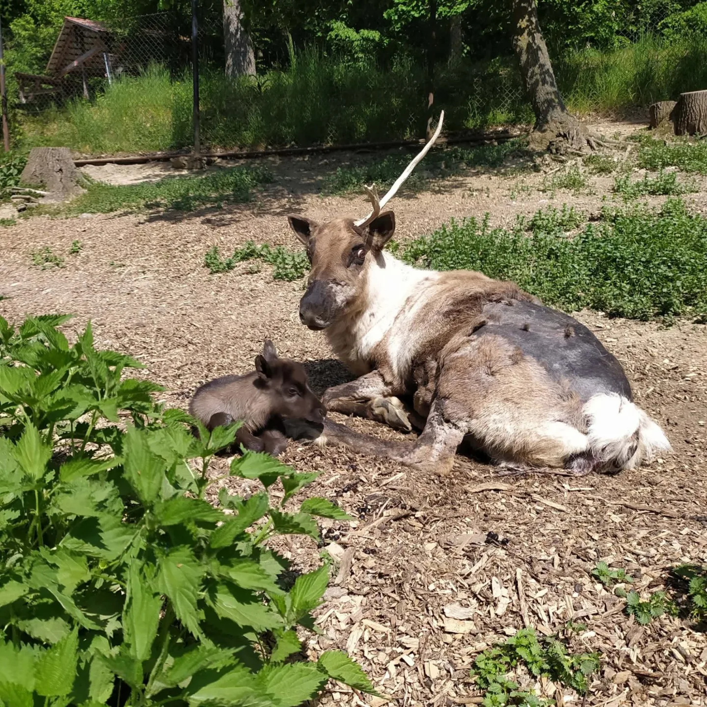Mládě soba z brněnské zoo