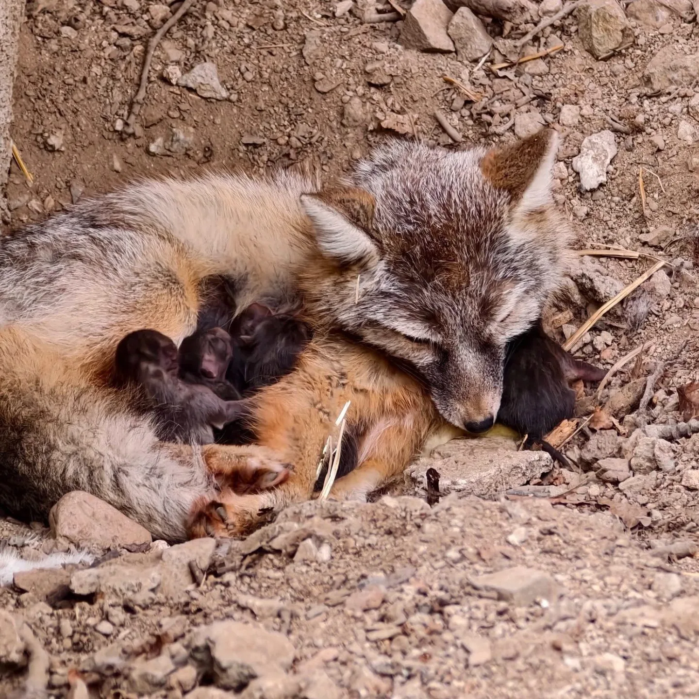V brněnské zoo se narodilo osm korsaků. Jde o historicky první odchov