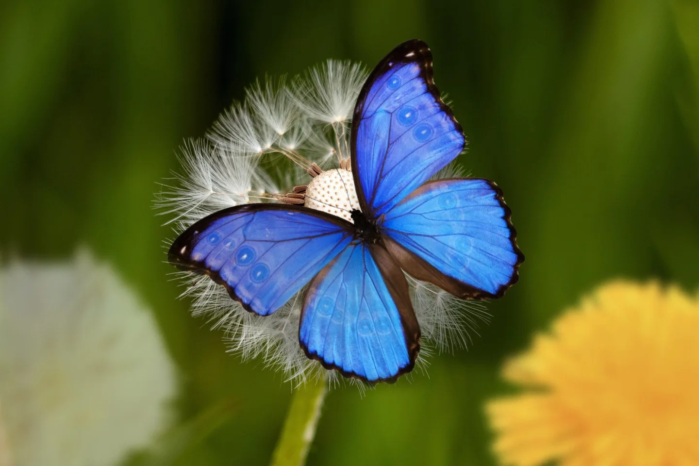 briam-cute-butterfly-8334015_1920