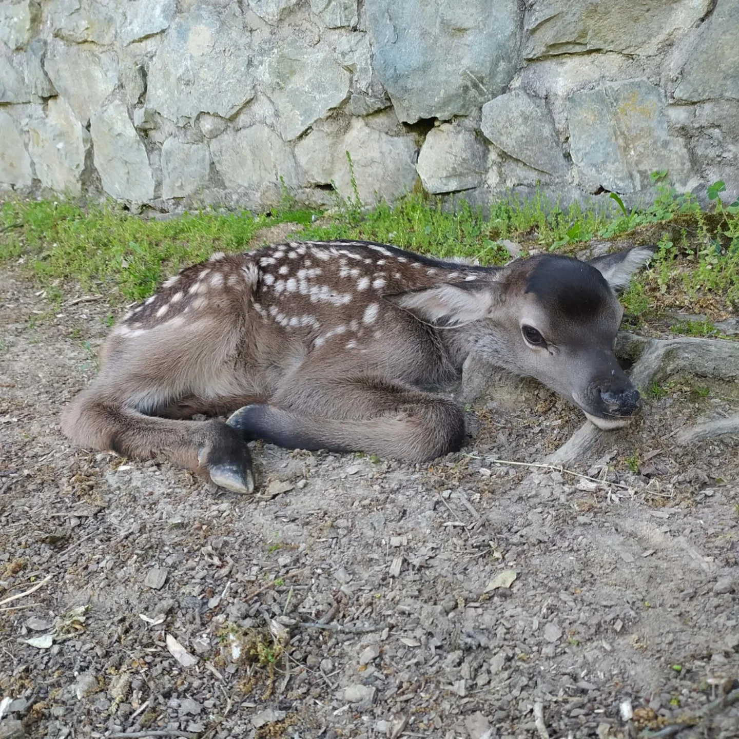 Rodina wapiti sibiřských v brněnské zoo se rozrostla. Mláďata už dovádějí ve výběhu