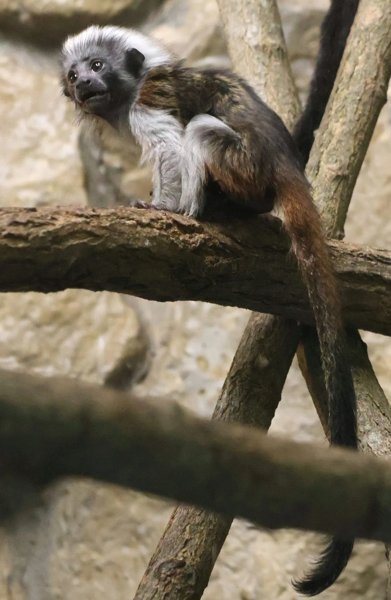 Hodonínská zoo se raduje z mnoha malých přírůstků, narodili se papoušci i zebra