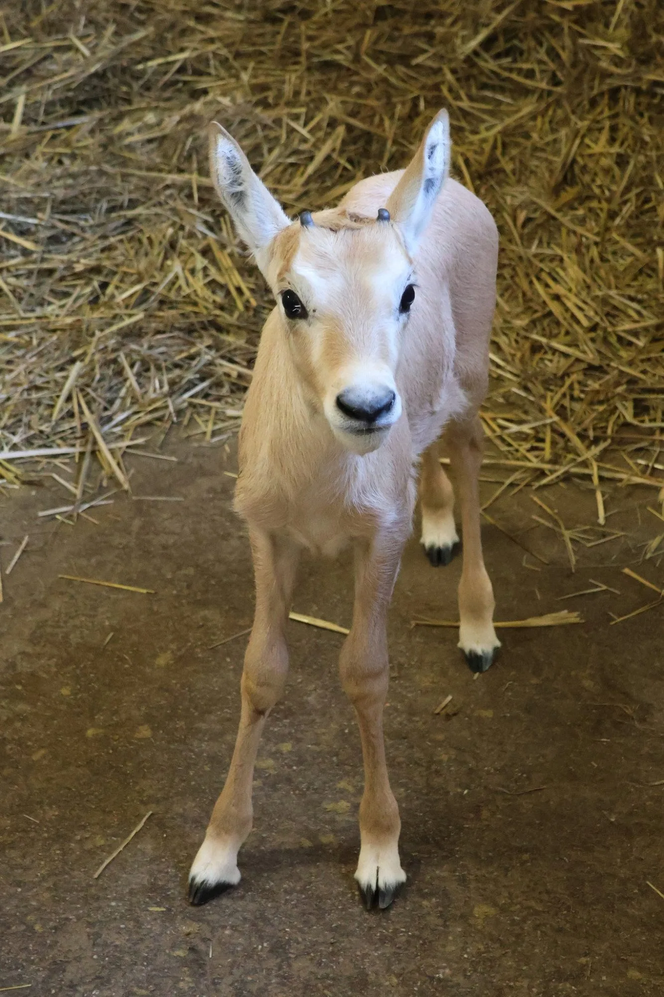 Hodonínská zoo se raduje z mnoha malých přírůstků, narodili se papoušci i zebra