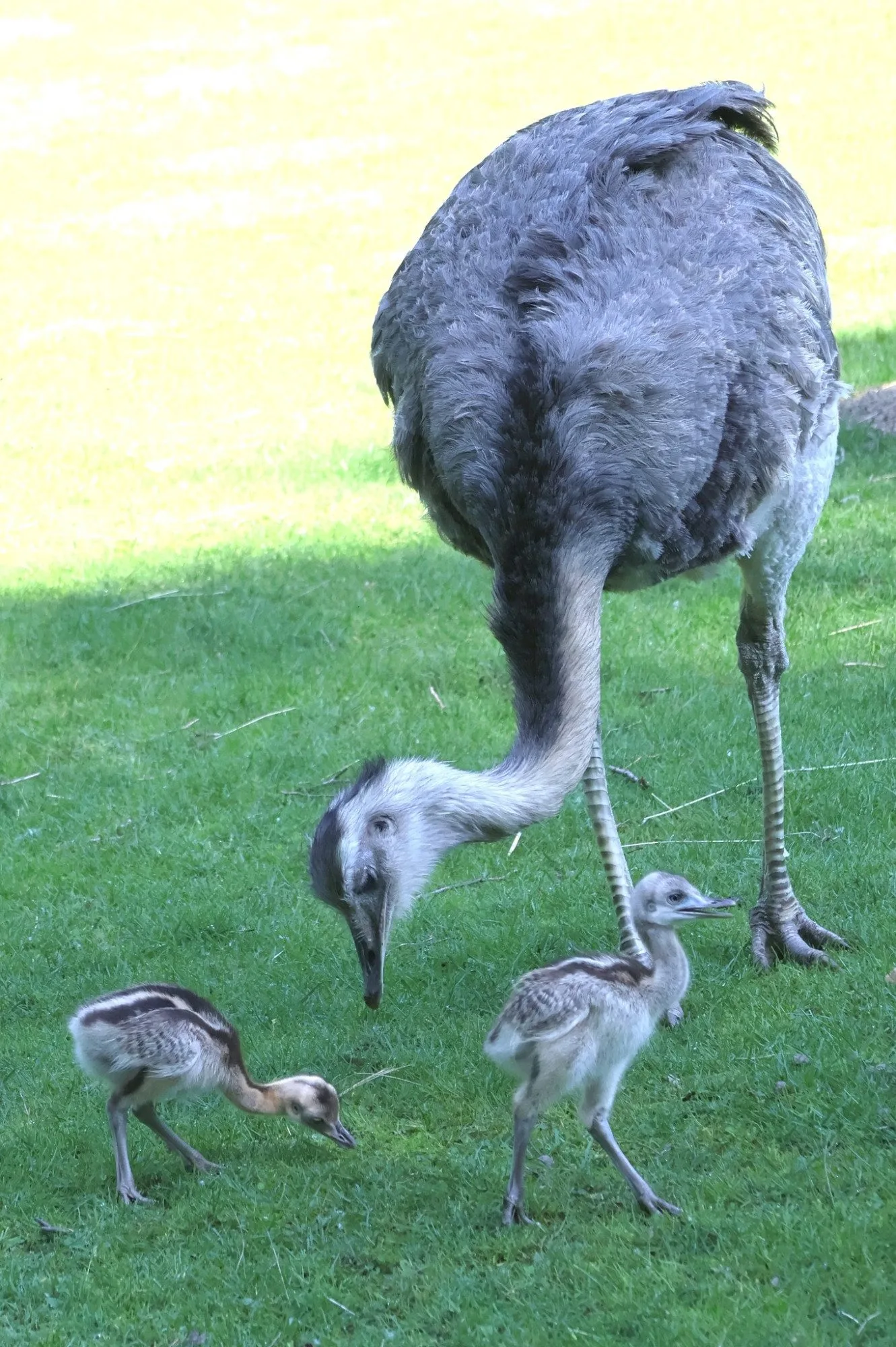 Hodonínská zoo se raduje z mnoha malých přírůstků, narodili se papoušci i zebra