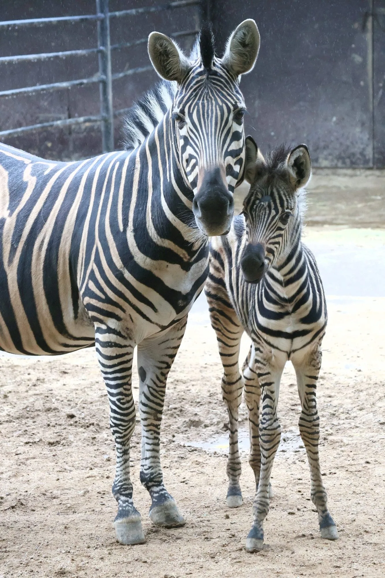 Hodonínská zoo se raduje z mnoha malých přírůstků, narodili se papoušci i zebra