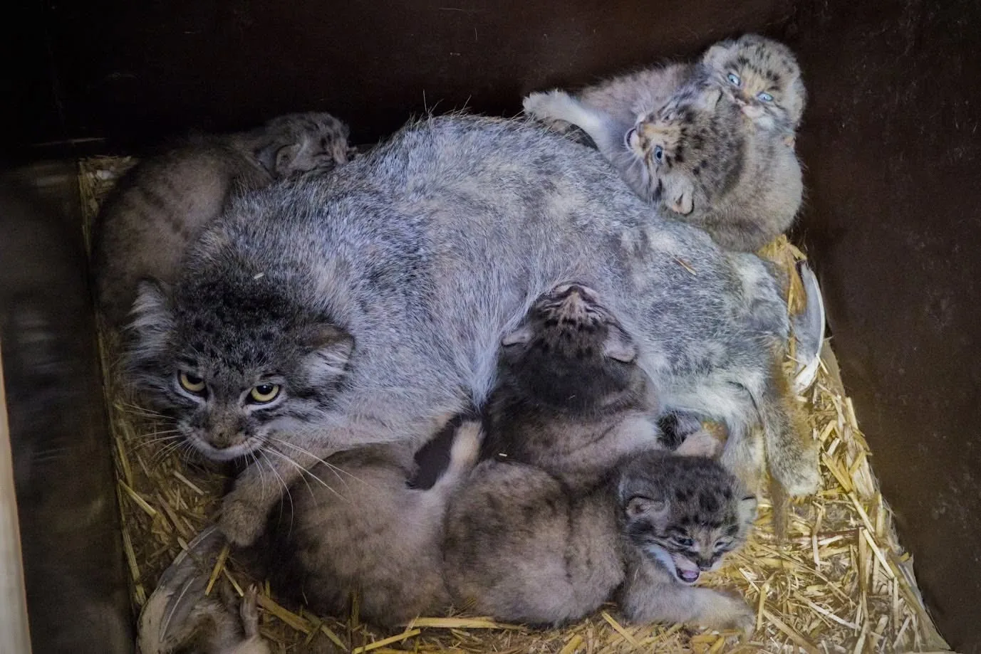 Trvalo to osm let. V brněnské zoo se narodilo šest malých manulů
