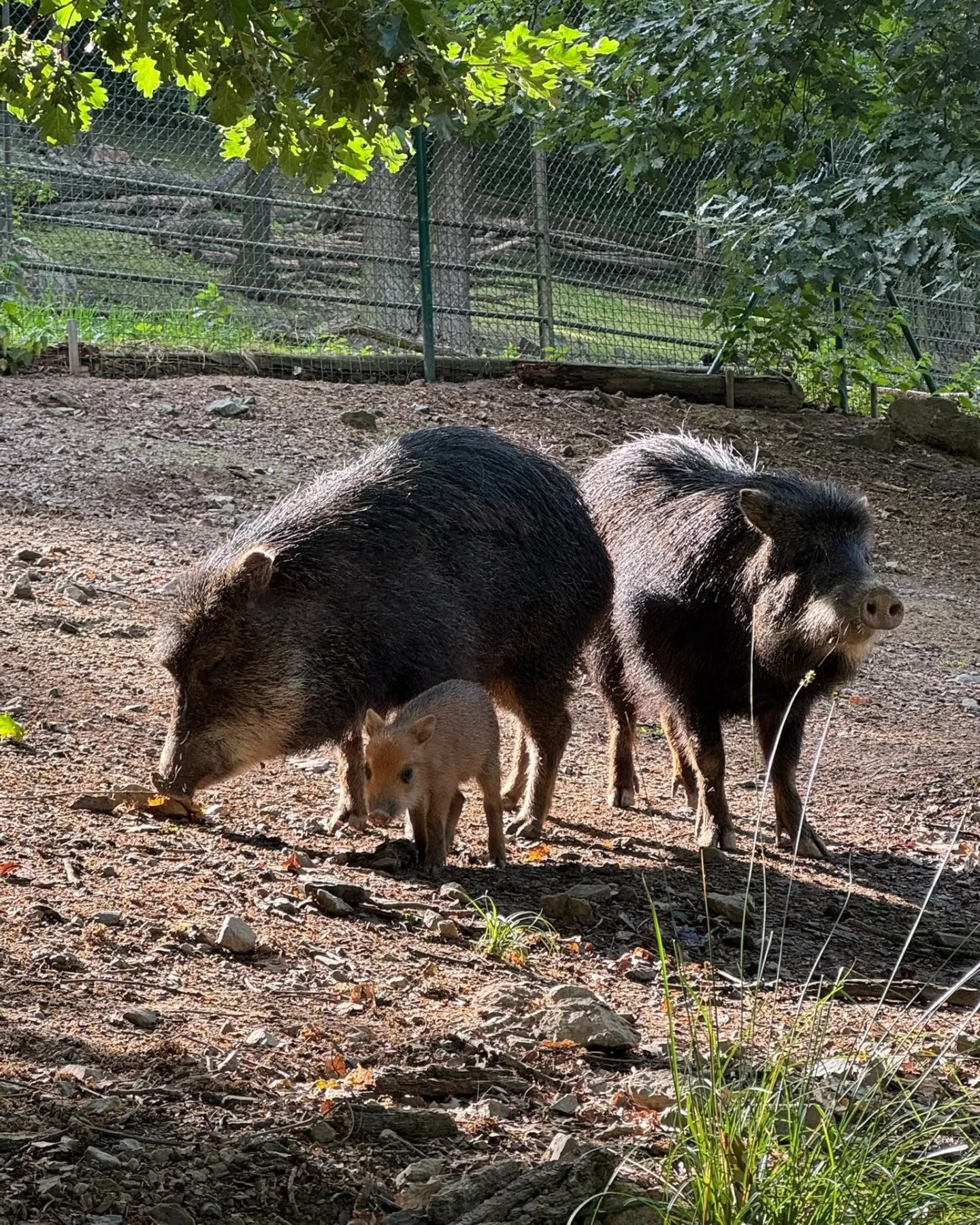 Sice tak vypadají, ale prasata to nejsou. Brněnská zoo hlásí mládě u pekariů