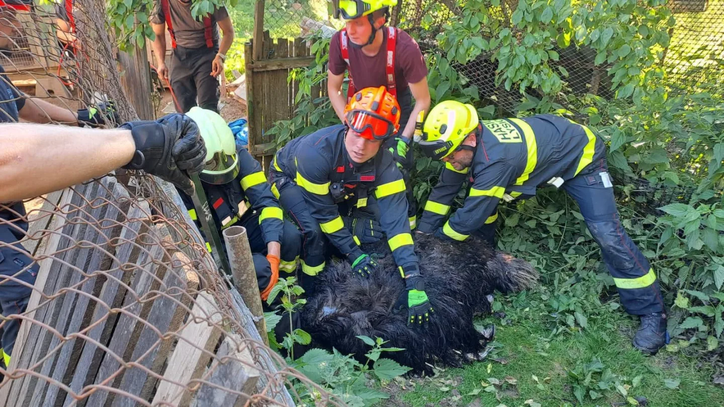 Agresivní pštros zaměstnal hasiče na Boskovicku, chytali ho na čtyři pokusy