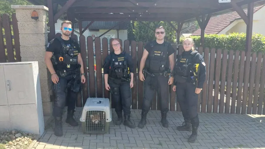 Pátrání skončilo úspěšně. Panda z brněnské zoo se schovávala na zahradě v Kníničkách