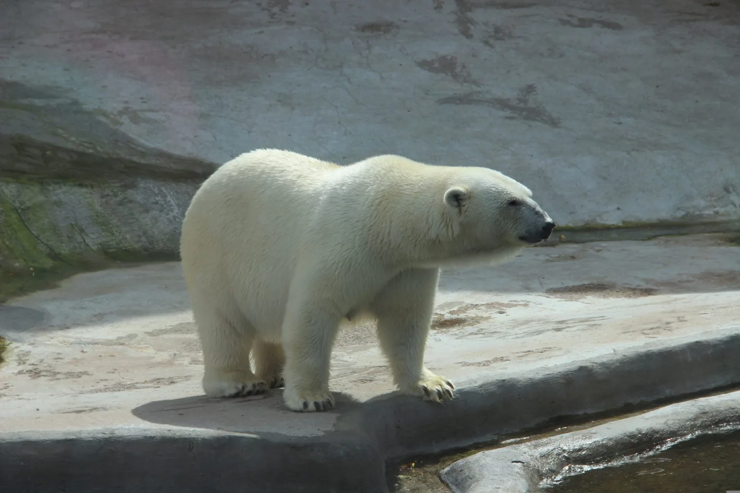 Brněnská zoo chladí zvířatka sprchami i ledovými dorty.