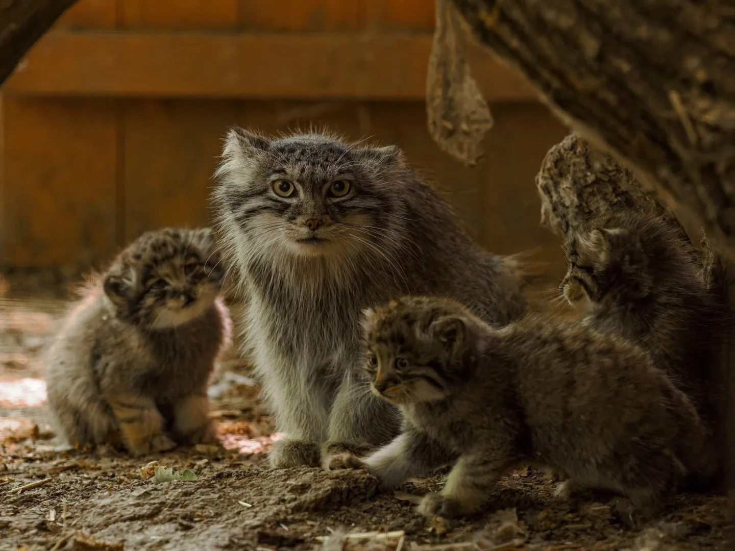 Pořádná dávka roztomilosti. Manulové v brněnské zoo rostou jako z vody