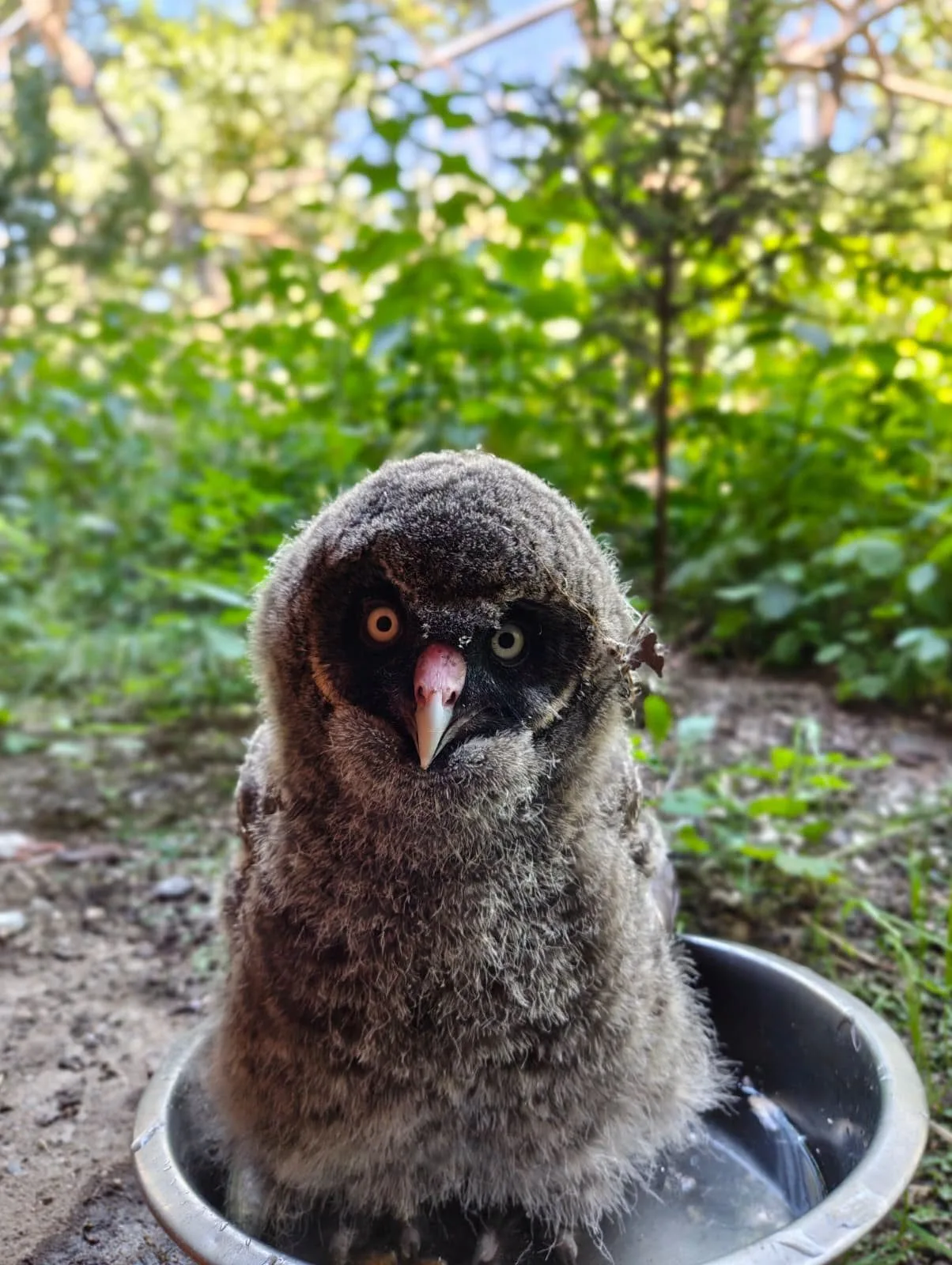 Zdatní lovci s bílým knírem. V brněnské zoo se narodili puštíci vousatí
