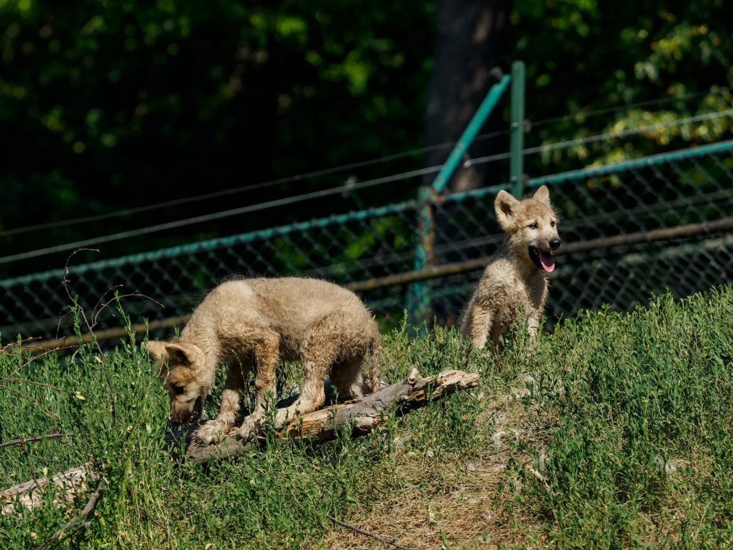 Smečka se rozrostla. V brněnské zoo se narodila dvě arktická vlčata