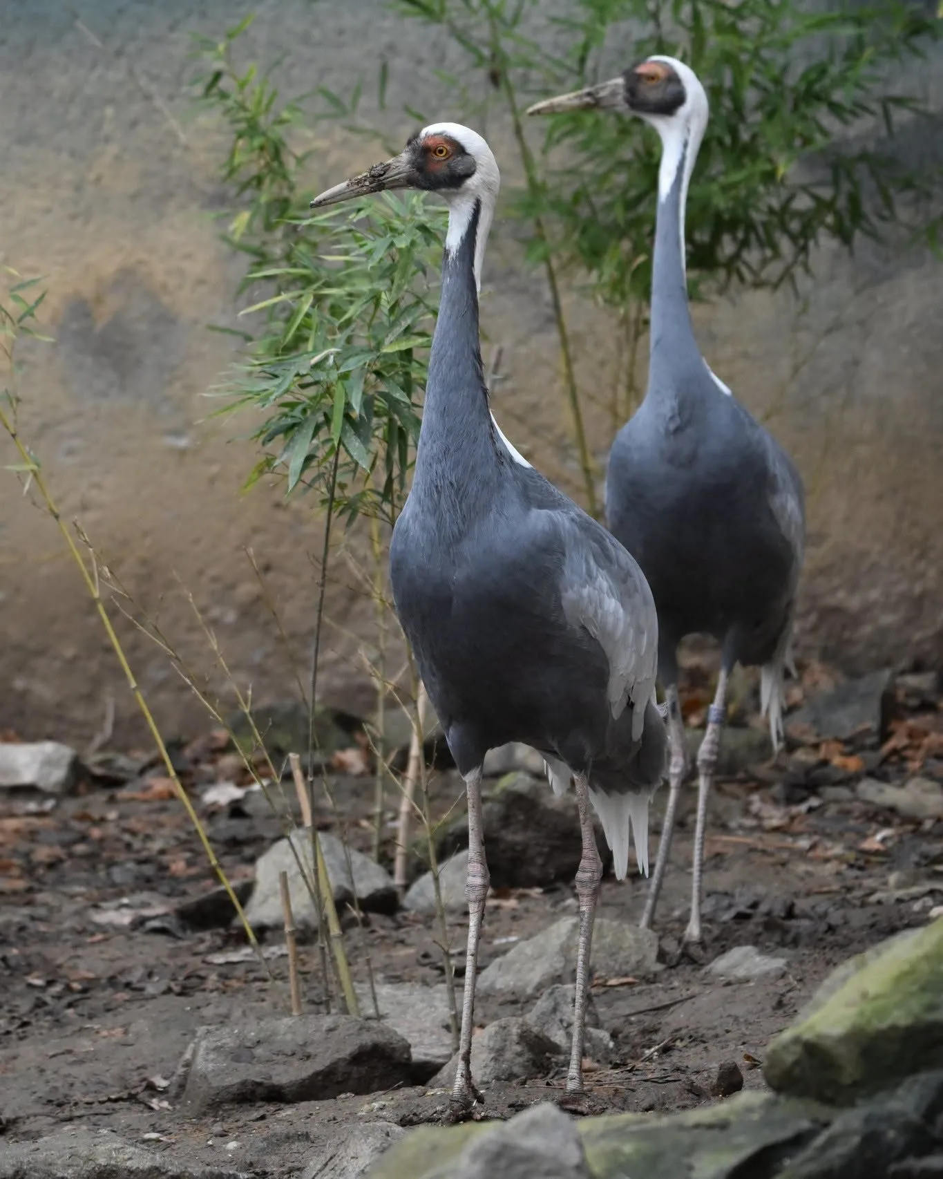 Z brněnské zoo uletěl jeřáb daurský. Zahrada prosí veřejnost o pomoc při pátrání
