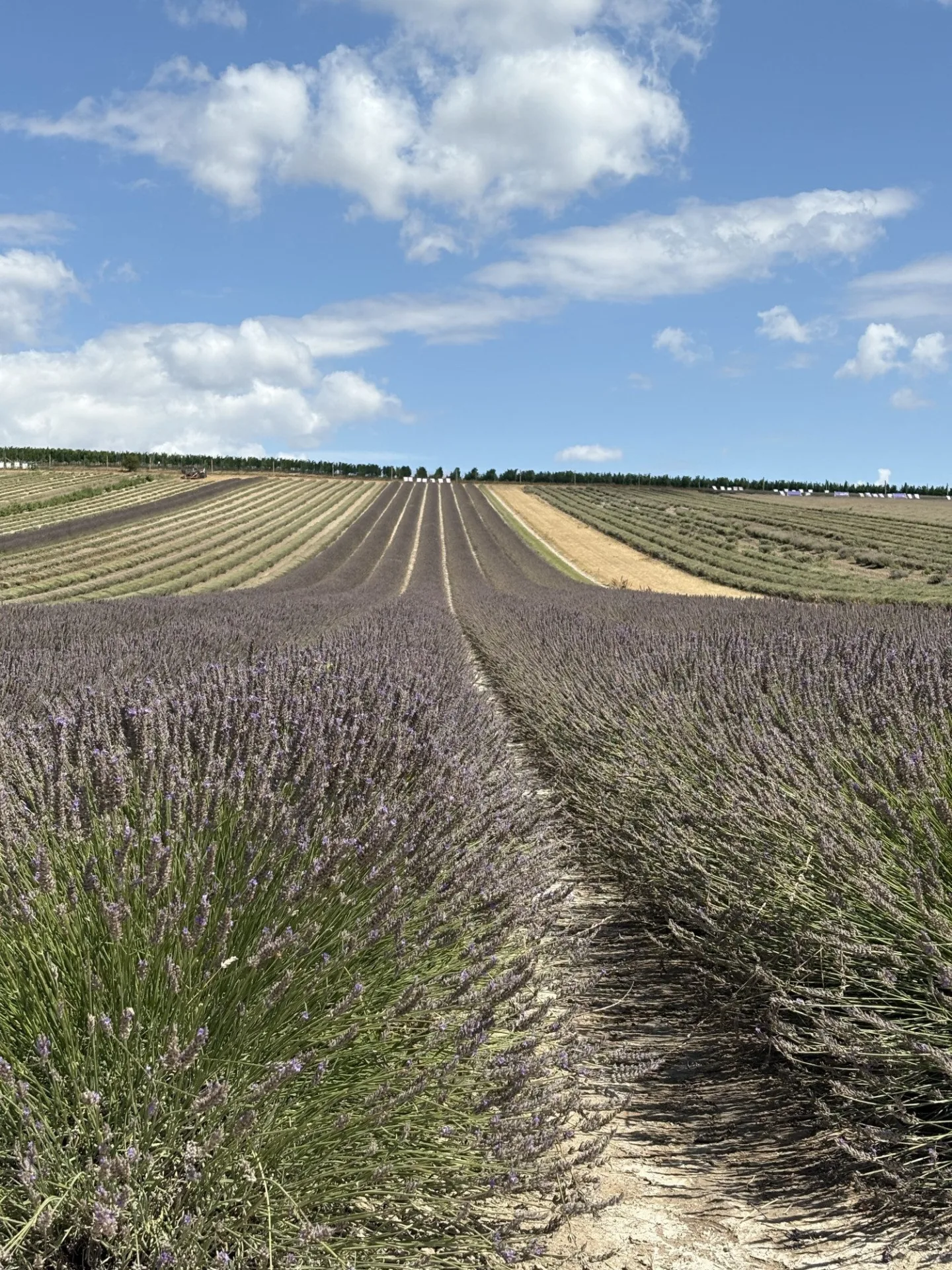 FOTO: Kousek Provence na Moravě. Levandulová pole ve Starovičkách stále kvetou