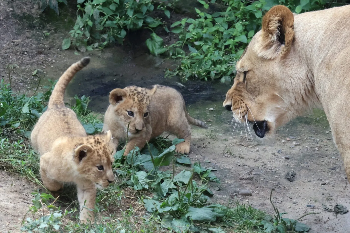 VIDEO: Vrchol roztomilosti. V hodonínské zoo radostně skotačí dvě lvíčata