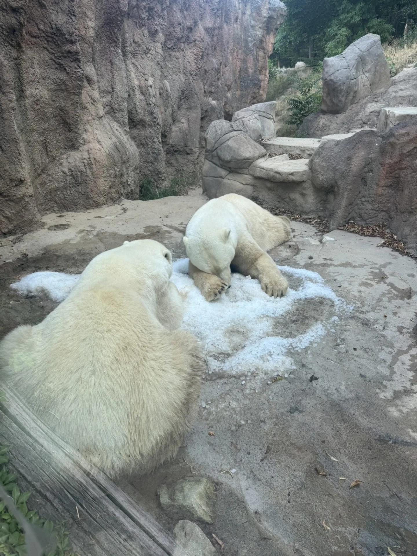 FOTO: Tunu ledu pro zvířata. Brněnská zoo bojuje s tropy