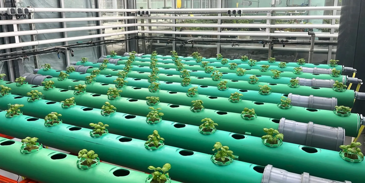 Větší cibule a jahody. Brněnští vědci vytvořili biostimulant z rybího odpadu