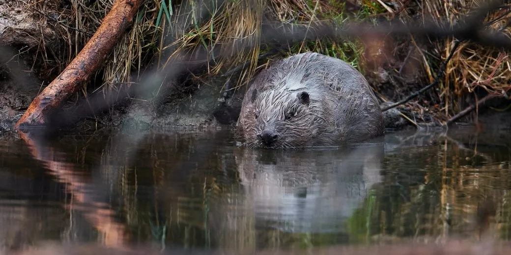 Bobři jako spojenci v boji se suchem. V CHKO Soutok díky nim krajina neztrácí vláhu