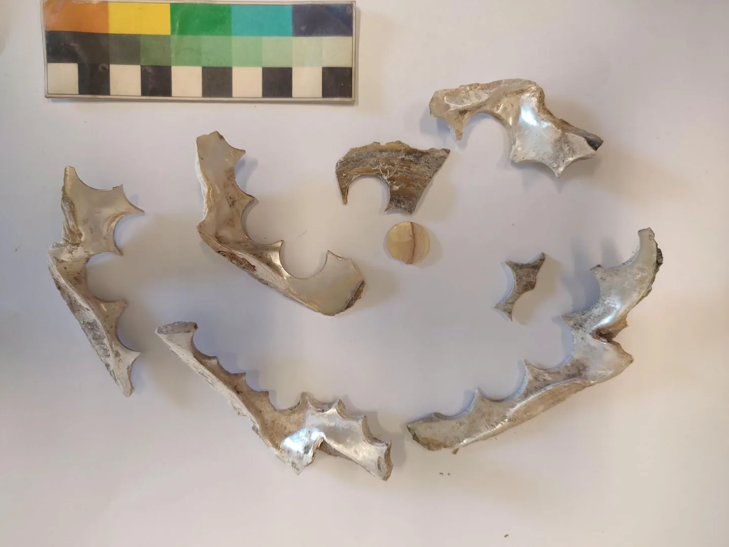 Archeologové v Židenicích narazili na stopy po staré výrobně knoflíků