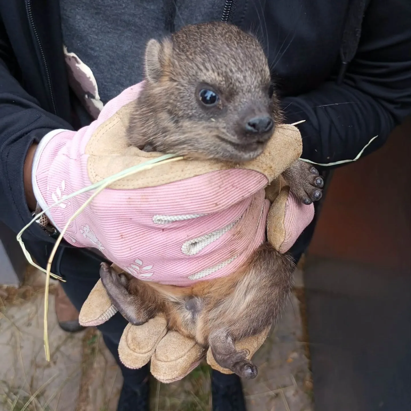 Skalní zpěváci s malými kly. V brněnské zoo se narodilo několik damanů