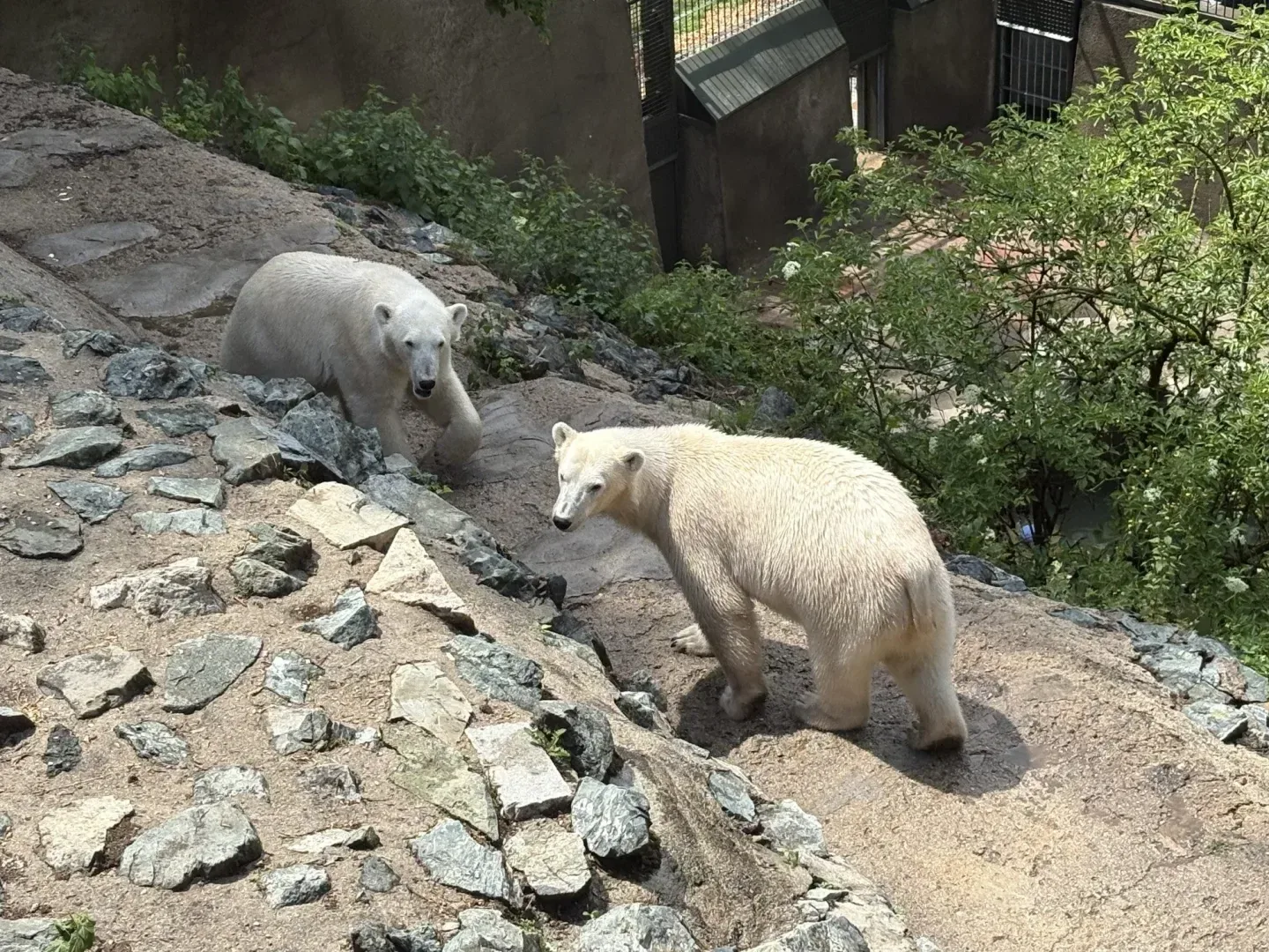 Brněnská zoo přišla v srpnu o tisíce návštěvníků. Mohla za to ukrutná vedra