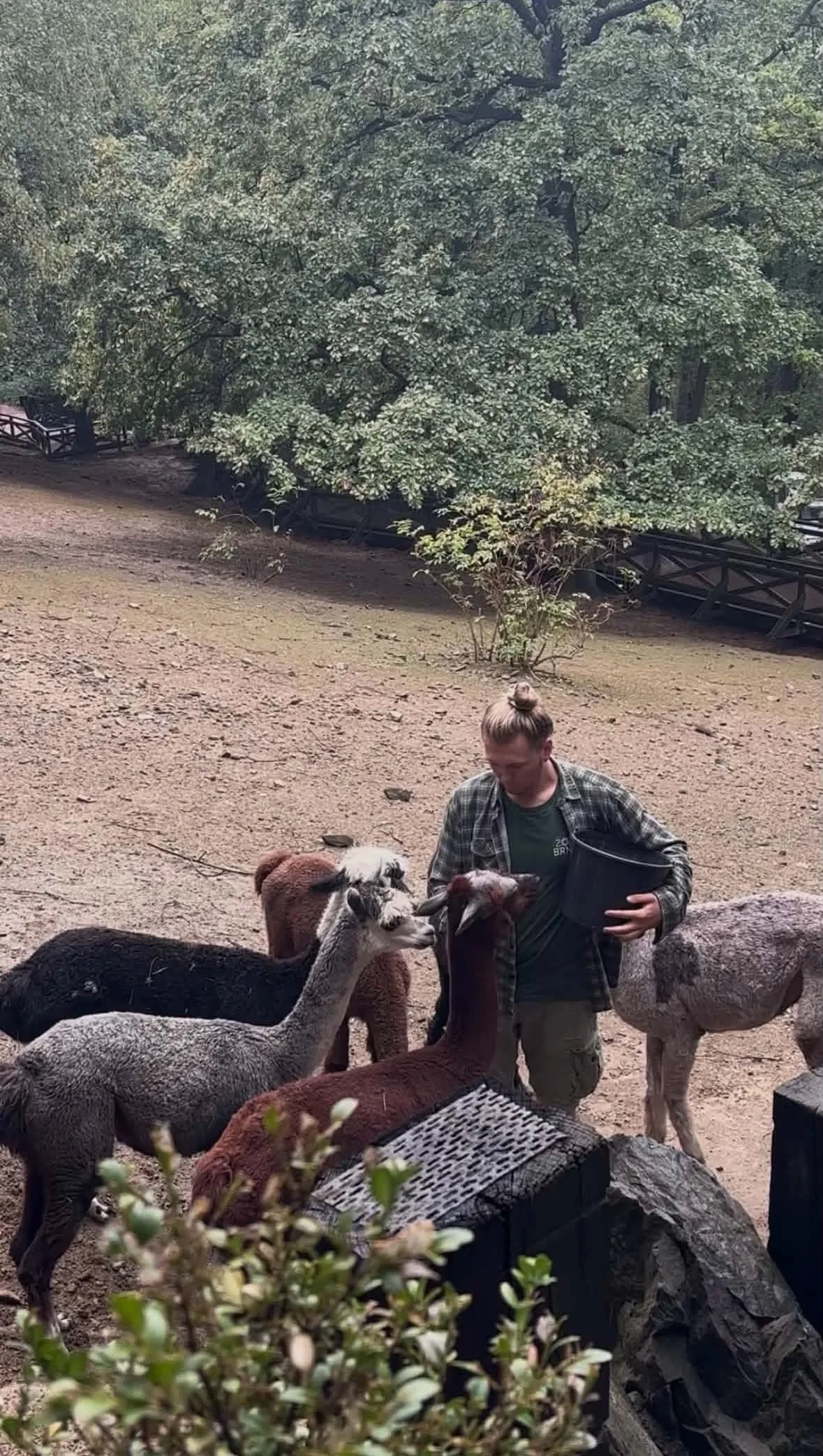 komentované krmení alpak