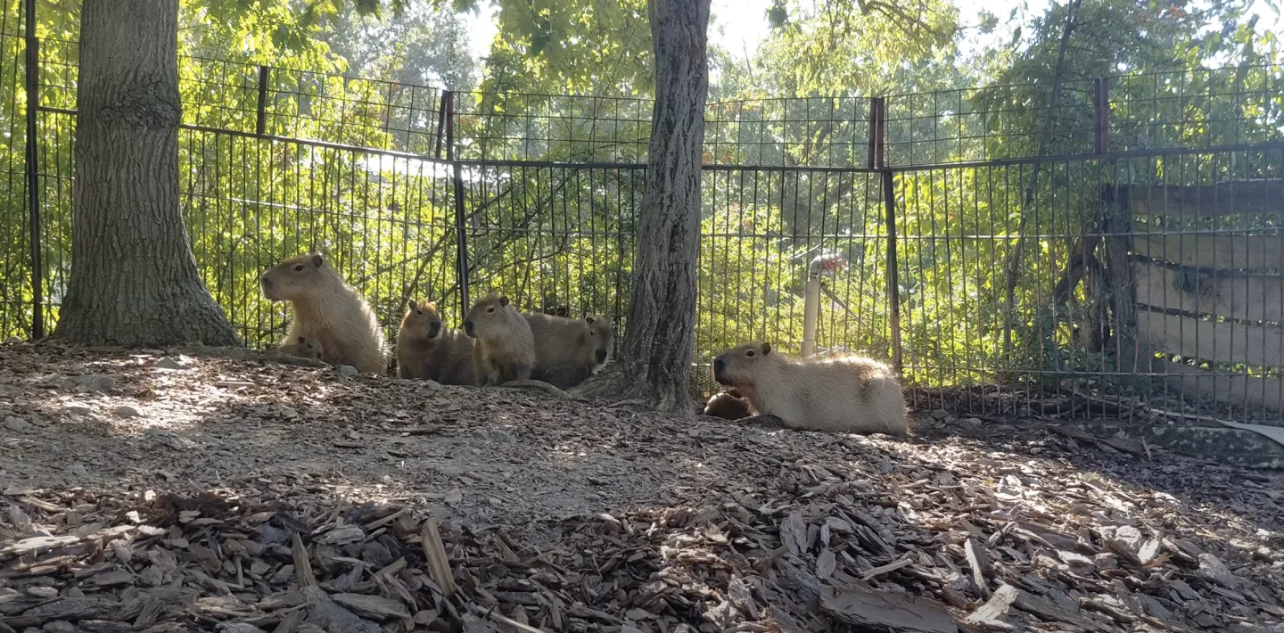 Pět rozkošných hlodavců. V brněnské zoo se narodily další malé kapybary