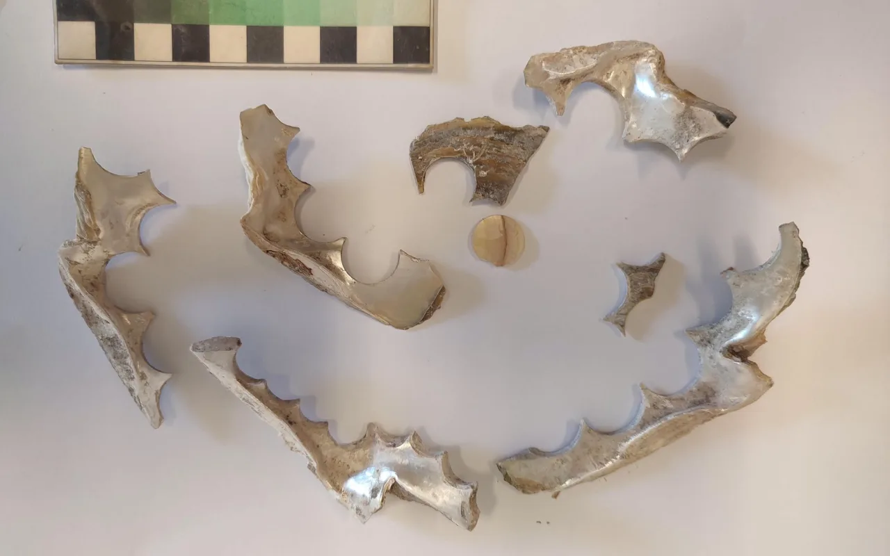 Archeologové v Židenicích narazili na stopy po staré výrobně knoflíků