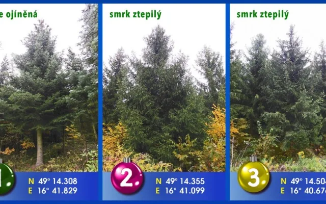 Stromy, ze kterých můžete vybírat, foto: TIC Brno