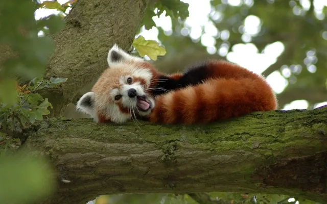 Panda červená, foto: Wikipedia.org