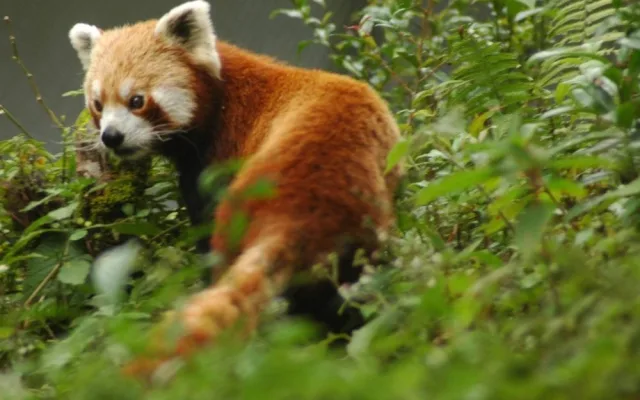 Panda červená, foto: Wikipedia.org