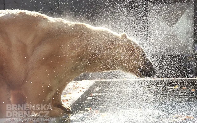 Nový bazén pro lední medvědy v brněnské zoo, foto: Brněnská Drbna