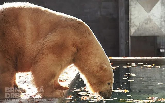 Nový bazén pro lední medvědy v brněnské zoo, foto: Brněnská Drbna