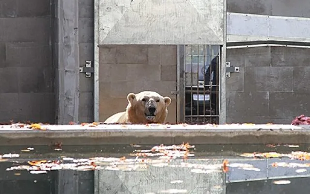 Nový bazén pro lední medvědy v brněnské zoo, foto: Brněnská Drbna