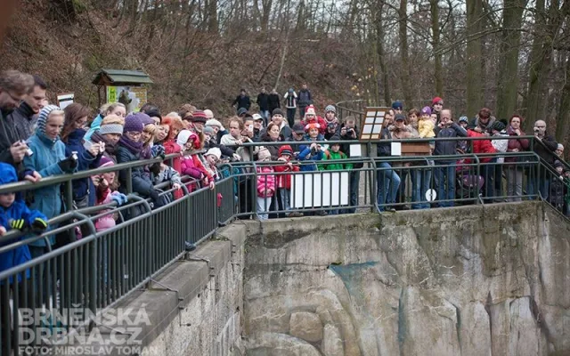 Medvíďatům přišla popřát spousta brňanů, foto: Brněnská Drbna